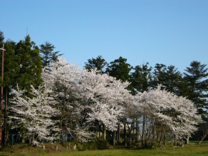 春の芳澤公園2